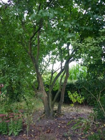 Struiken & Bomen