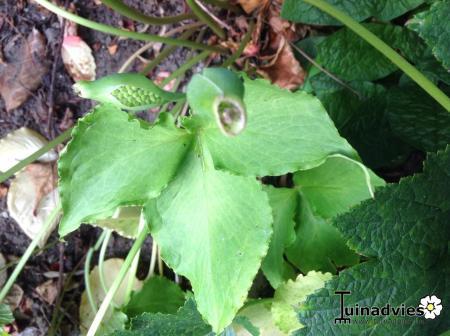 Bloemen & Planten