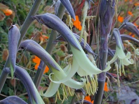 Tropische Planten & Kamerplanten