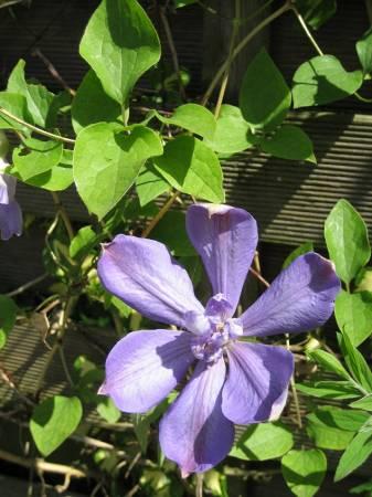 Bloemen & Planten