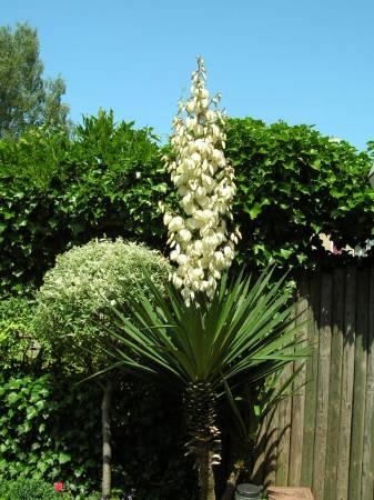 Foto's van uw Tuinplanten