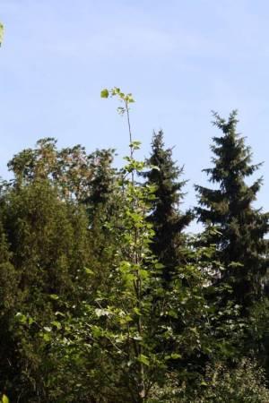 Struiken & Bomen