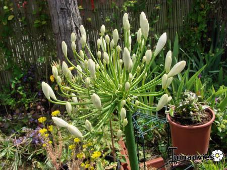 Bloemen & Planten