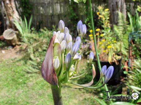 Bloemen & Planten