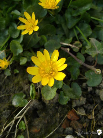 Foto's van uw Tuinplanten