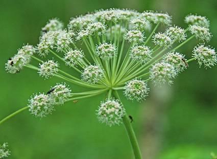 Bloemen & Planten