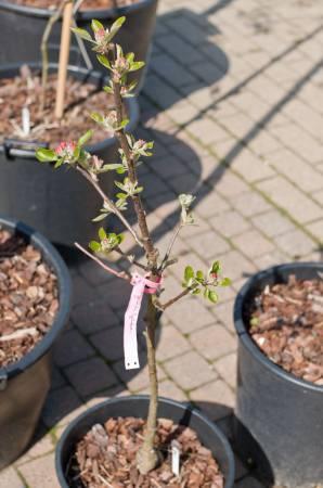 Planten & Tuinbenodigdheden