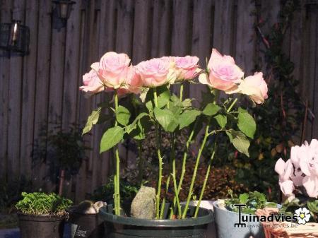 Bloemen & Planten