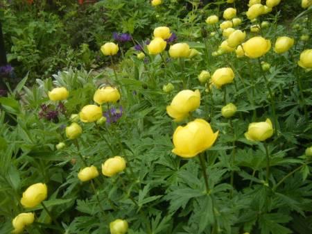 Foto's van uw Tuin