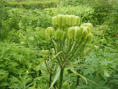 Foto's van uw Tuin