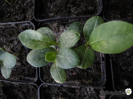 Tropische Planten & Kamerplanten