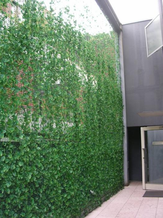 Monet vorm Begrijpen Klimplant voor betonijzers/ijzernetten - Bloemen & Planten - Forum -  Tuinadvies