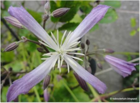 Foto's van uw Tuinplanten