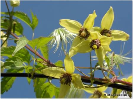 Foto's van uw Tuinplanten