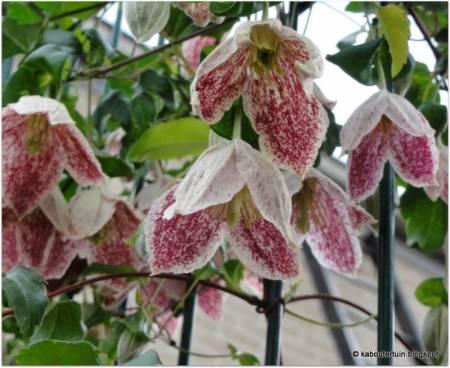 Foto's van uw Tuinplanten