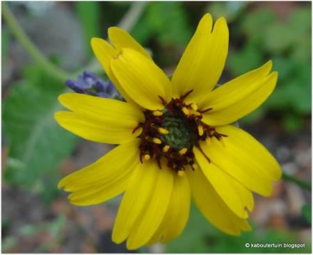 Foto's van uw Tuinplanten