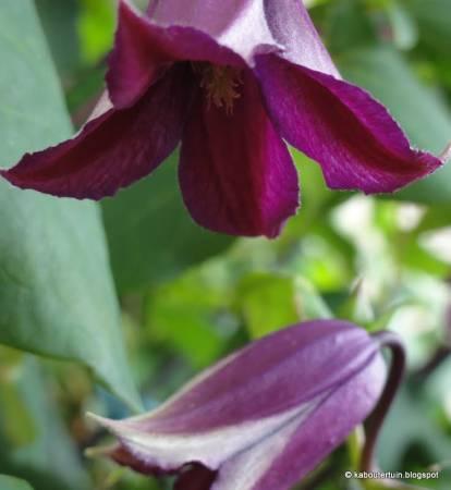 Foto's van uw Tuinplanten