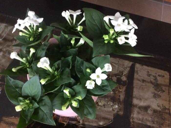 spanning worst luisteraar Hoe heet dit plantje met witte bloemen? - Tropische Planten & Kamerplanten  - Forum - Tuinadvies