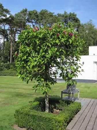 Struiken & Bomen