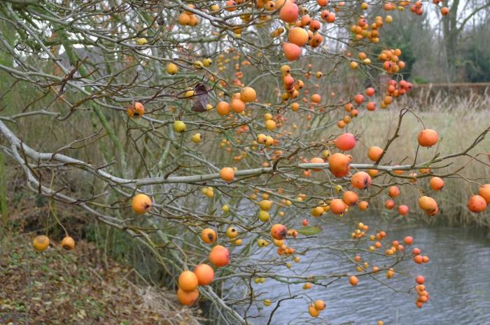 Struiken & Bomen