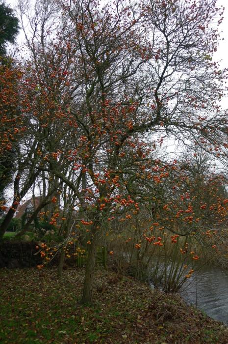 Struiken & Bomen