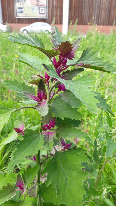 Bloemen & Planten