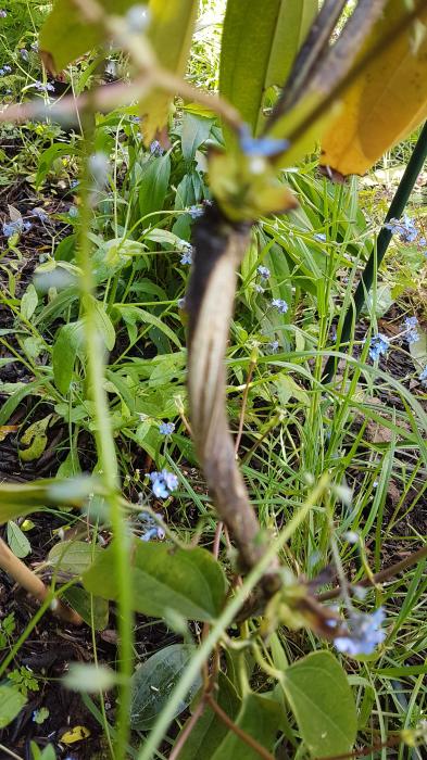 Bloemen & Planten