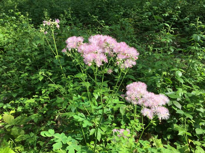 Bloemen & Planten