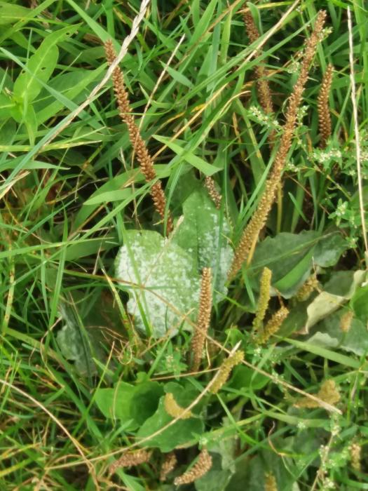 Allerlei Vragen ivm de Tuin