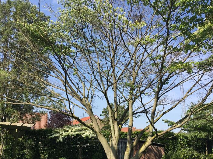 Struiken & Bomen