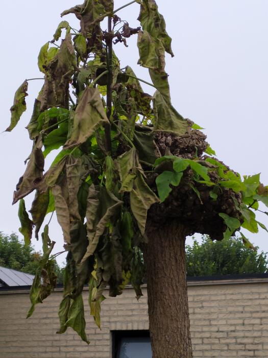 Struiken & Bomen