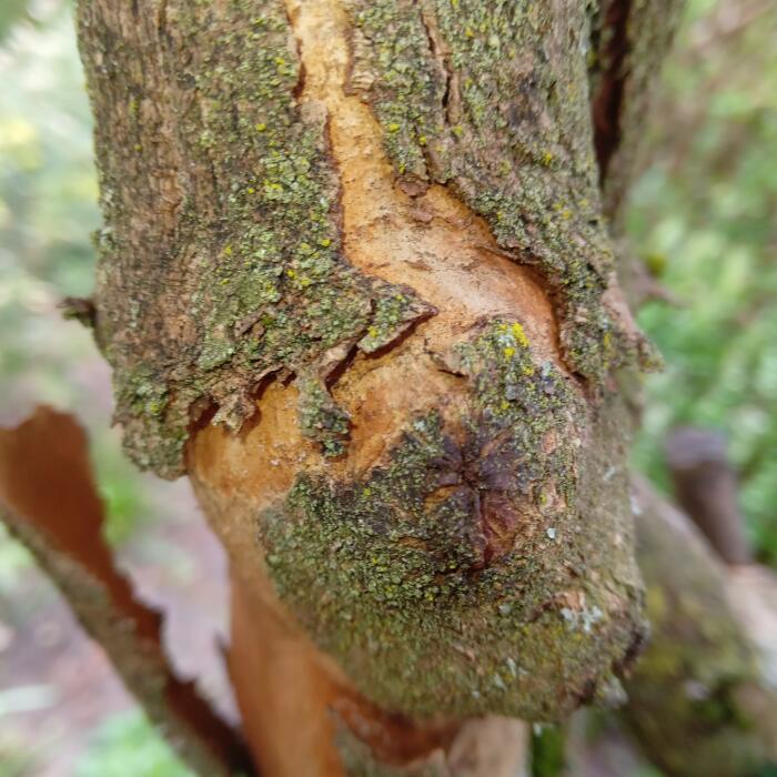 Struiken & Bomen