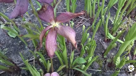 Bloemen & Planten