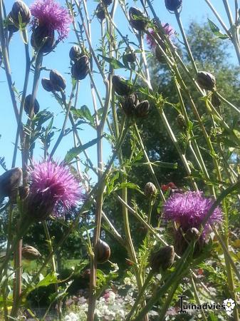 Bloemen & Planten