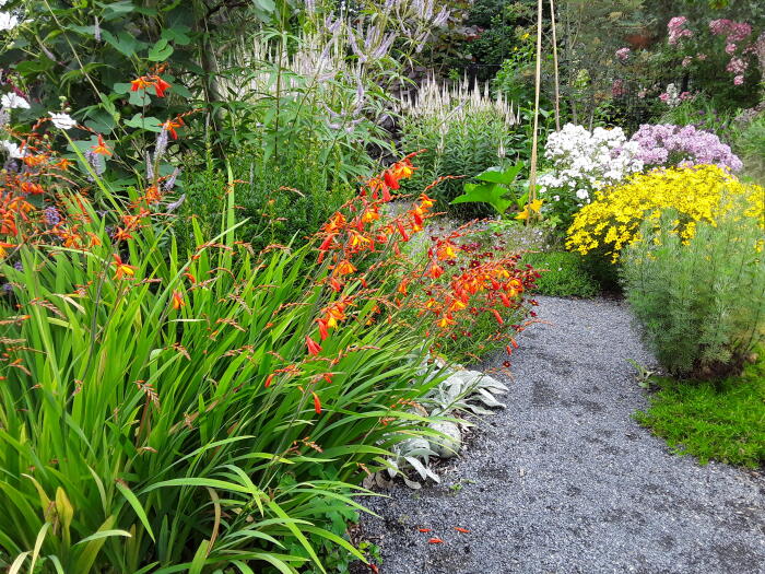 Foto's van uw Tuinplanten