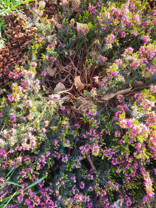 Bloemen & Planten