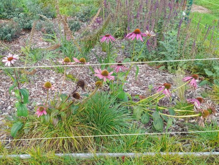 Bloemen & Planten