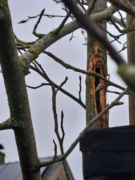 Struiken & Bomen