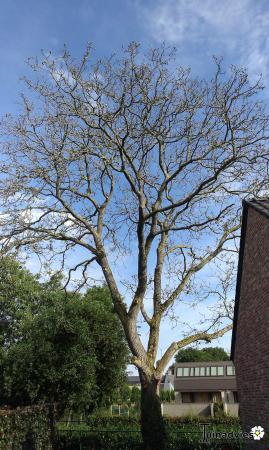 Struiken & Bomen