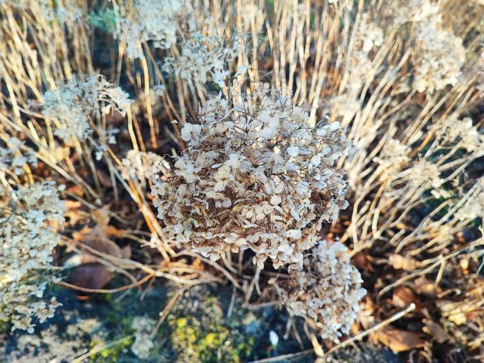 Bloemen & Planten