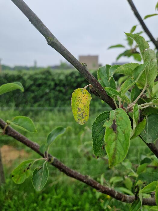 Fruit