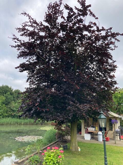 Struiken & Bomen