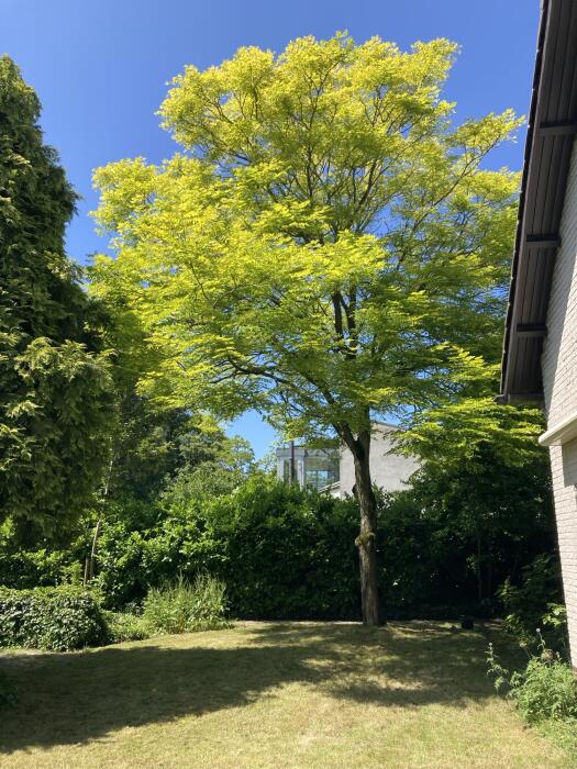 Struiken & Bomen