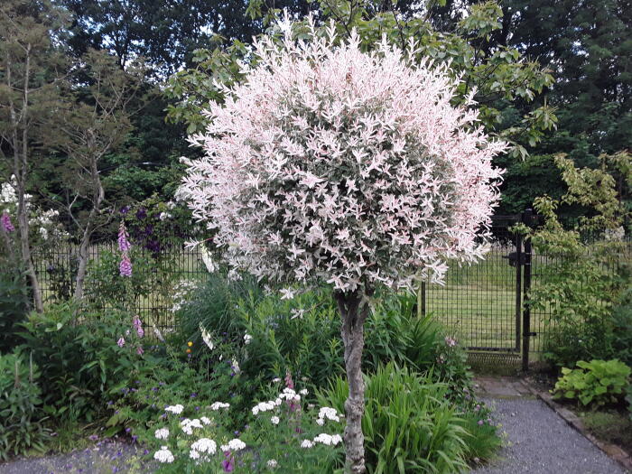 Struiken & Bomen