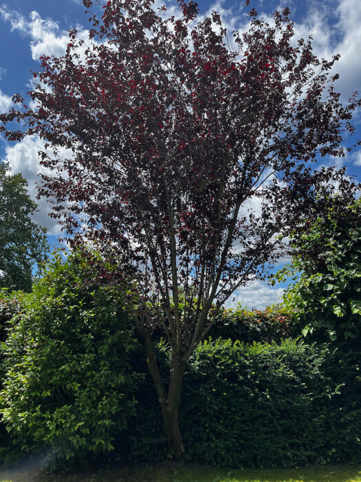 Struiken & Bomen