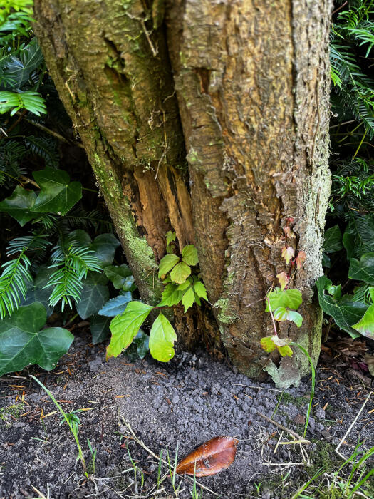 Struiken & Bomen