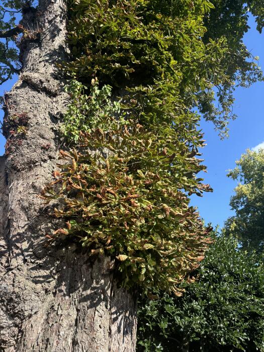 Struiken & Bomen