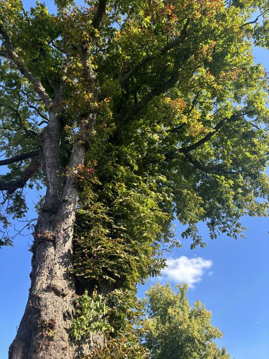 Struiken & Bomen