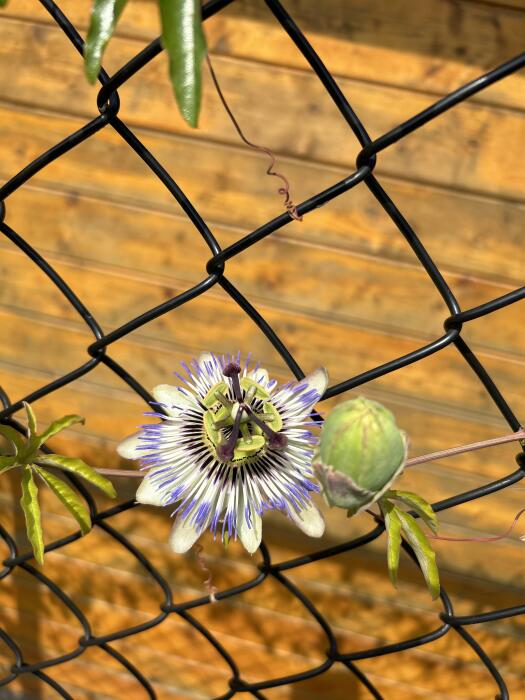 Bloemen & Planten