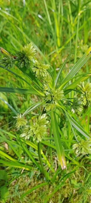 Bloemen & Planten